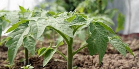 Na kojoj udaljenosti saditi paradajz u stakleniku